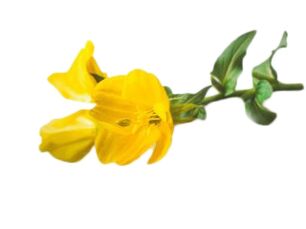 Primrose Ueleg am Reduslim