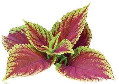 coleus forskolia als Deel vu Reduslim
